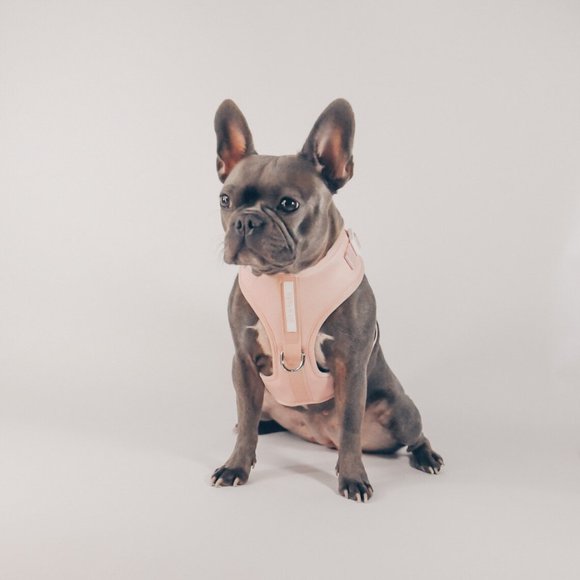 PETsRUS Premium No Pull Dog Harness 2 Leash Clips Baby Pink Leather Neoprene - Picture 6 of 9